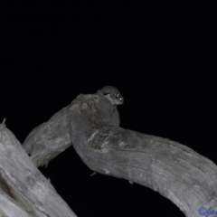 Petaurus notatus (Krefft’s Glider, Sugar Glider) at Red Hill to Yarralumla Creek - 5 Jan 2021 by JamWiRe