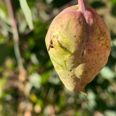 Chalcidoidea (superfamily) (A gall wasp or Chalcid wasp) at Murrumbateman, NSW - 5 Jan 2021 by SimoneC