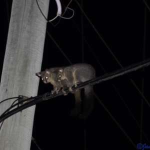 Trichosurus vulpecula at Hughes, ACT - 5 Jan 2021 09:26 PM