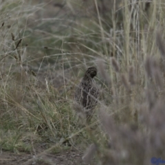 Coturnix pectoralis (Stubble Quail) by JamWiRe