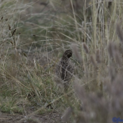 Coturnix pectoralis (Stubble Quail) at Duffy, ACT - 6 Jan 2021 by JamWiRe