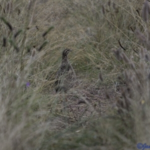 Coturnix pectoralis at suppressed - 6 Jan 2021