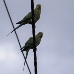 Polytelis swainsonii (Superb Parrot) at Hughes Grassy Woodland - 6 Jan 2021 by JackyF