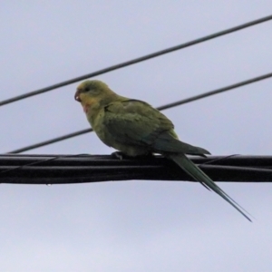 Polytelis swainsonii at Hughes, ACT - 6 Jan 2021