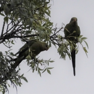 Polytelis swainsonii at Hughes, ACT - 6 Jan 2021