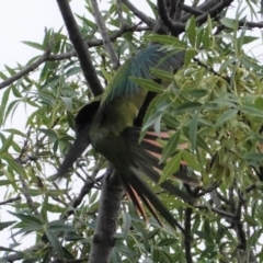 Polytelis swainsonii at Hughes, ACT - 6 Jan 2021