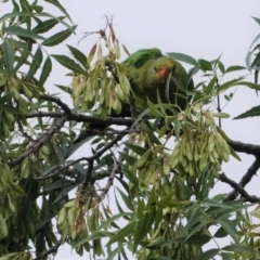 Polytelis swainsonii at Hughes, ACT - suppressed