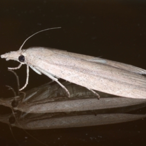 Pyralidae (family) at Ainslie, ACT - 5 Jan 2021 09:10 PM