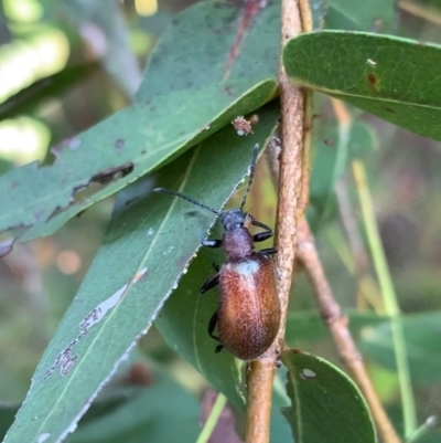 Ecnolagria grandis (Honeybrown beetle) at Murrumbateman, NSW - 6 Jan 2021 by SimoneC