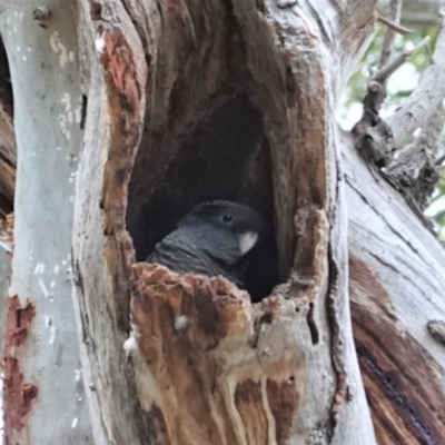 Callocephalon fimbriatum (Gang-gang Cockatoo) at Hughes Grassy Woodland - 6 Jan 2021 by JackyF