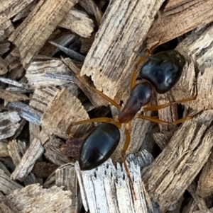 Camponotus claripes at Murrumbateman, NSW - 5 Jan 2021 06:47 PM