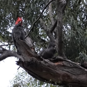 Callocephalon fimbriatum at Hughes, ACT - 6 Jan 2021