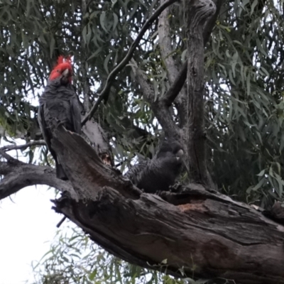 Callocephalon fimbriatum (Gang-gang Cockatoo) at Red Hill to Yarralumla Creek - 6 Jan 2021 by JackyF