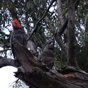 Callocephalon fimbriatum at Hughes, ACT - 6 Jan 2021