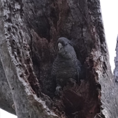 Callocephalon fimbriatum (Gang-gang Cockatoo) at GG47 - 6 Jan 2021 by JackyF