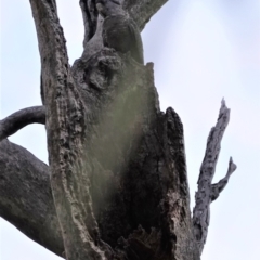 Callocephalon fimbriatum at Deakin, ACT - suppressed