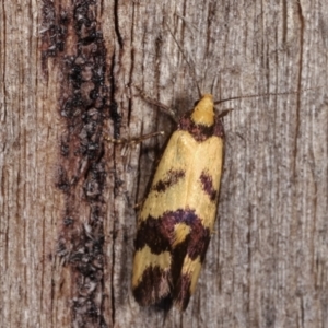 Olbonoma triptycha at Melba, ACT - 20 Dec 2020 09:27 PM