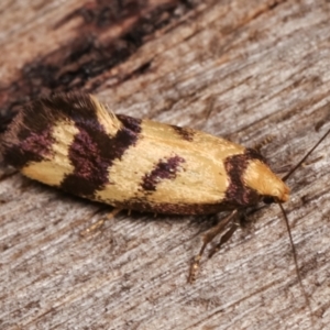 Olbonoma triptycha at Melba, ACT - 20 Dec 2020 09:27 PM