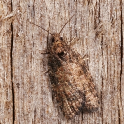 Thrincophora impletana (a Tortrix moth) at Melba, ACT - 20 Dec 2020 by kasiaaus