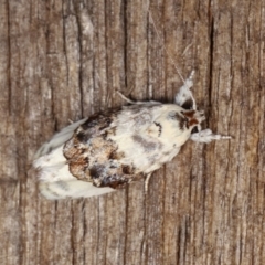 Piloprepes antidoxa (A concealer moth (Wingia group)) at Melba, ACT - 20 Dec 2020 by kasiaaus