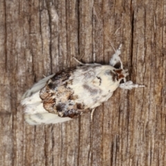 Piloprepes antidoxa (A concealer moth) at Melba, ACT - 20 Dec 2020 by kasiaaus