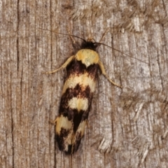 Eulechria chrysozona (A Concealer moth) at Melba, ACT - 20 Dec 2020 by kasiaaus