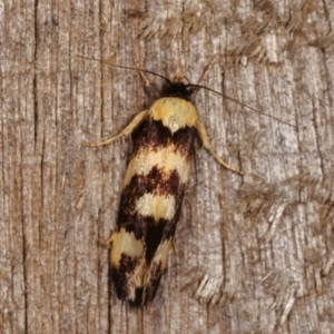 Eulechria chrysozona at Melba, ACT - 20 Dec 2020