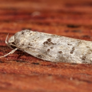 Philobota philostaura at Melba, ACT - 20 Dec 2020