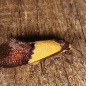 Hemibela hemicalypta at Melba, ACT - 20 Dec 2020