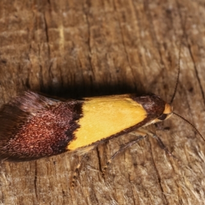 Hemibela hemicalypta (A Concealer moth) at Melba, ACT - 20 Dec 2020 by kasiaaus