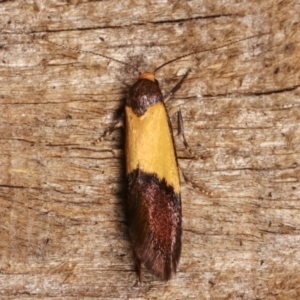 Hemibela hemicalypta at Melba, ACT - 20 Dec 2020