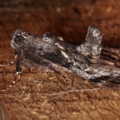 Salma pyrastis (A Pyralid moth (Epipaschiinae) at Melba, ACT - 20 Dec 2020 by kasiaaus