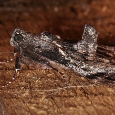 Salma pyrastis (A Pyralid moth (Epipaschiinae) at Melba, ACT - 20 Dec 2020 by kasiaaus