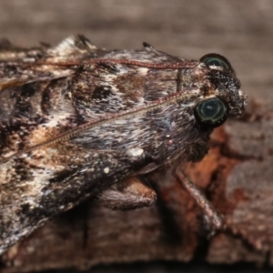 Salma pyrastis at Melba, ACT - 20 Dec 2020 11:58 PM