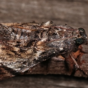 Salma pyrastis at Melba, ACT - 20 Dec 2020 11:58 PM