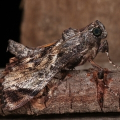 Salma pyrastis at Melba, ACT - 20 Dec 2020 11:58 PM