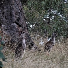 Macropus giganteus (Eastern Grey Kangaroo) at Red Hill to Yarralumla Creek - 6 Jan 2021 by JackyF