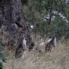 Macropus giganteus (Eastern Grey Kangaroo) at Hughes Grassy Woodland - 6 Jan 2021 by JackyF