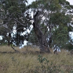 Macropus giganteus at Hughes, ACT - 6 Jan 2021