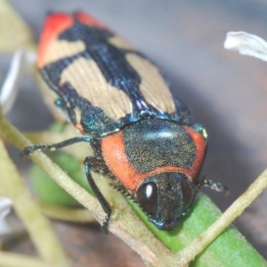 Castiarina erasma at Cooma, NSW - 5 Jan 2021 08:08 PM