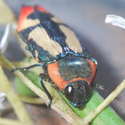Castiarina erasma (Lovable jewel beetle) at Mt Gladstone Reserves, Cooma - 5 Jan 2021 by Harrisi