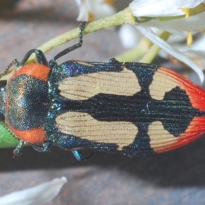 Castiarina erasma at Cooma, NSW - 5 Jan 2021 08:08 PM