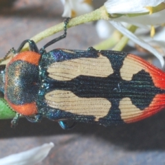 Castiarina erasma at Cooma, NSW - 5 Jan 2021