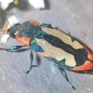 Castiarina erasma at Cooma, NSW - 5 Jan 2021 08:08 PM