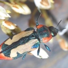 Castiarina erasma at Cooma, NSW - 5 Jan 2021