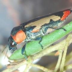 Castiarina erasma at Cooma, NSW - 5 Jan 2021 08:08 PM