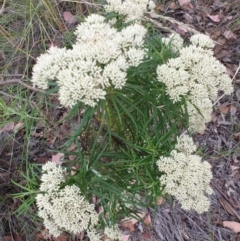 Cassinia longifolia (Shiny Cassinia, Cauliflower Bush) at Holt, ACT - 6 Jan 2021 by drakes