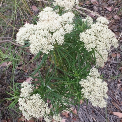 Cassinia longifolia (Shiny Cassinia, Cauliflower Bush) at Holt, ACT - 6 Jan 2021 by drakes
