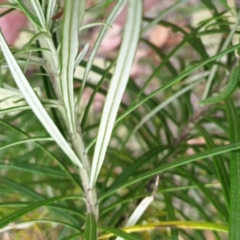 Cassinia longifolia at Holt, ACT - 6 Jan 2021