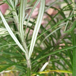 Cassinia longifolia at Holt, ACT - 6 Jan 2021